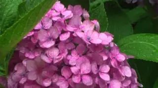 紫阳花绽放的季节 Largeleaf Hydrangea アジサイ