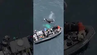 Killer Whales spotted off the coast of Newport Beach as whale watching season comes to a close