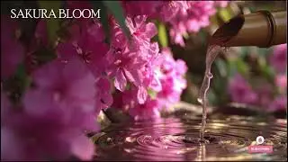 🔴 夜桜の夢 – 癒しのローファイビートと日本の雰囲気