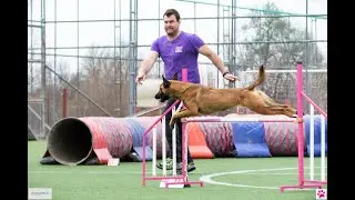 Malinois agility training course Themistoklis & Sierra
