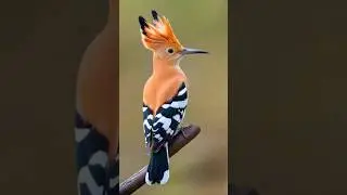 Stunning Colorful Birds with Trending Music | Beautiful Nature in Indian Forests | Love Birds