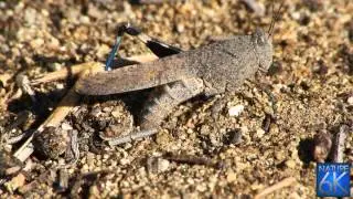 Field Grasshopper Laying Eggs
