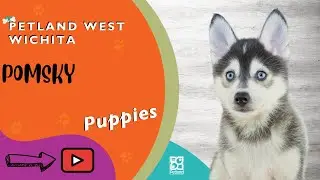 Pomsky Fun Facts