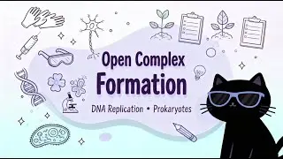 Dna Replication prokaryotes - Open Complex formation