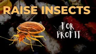 How To Raise Insects For Profit