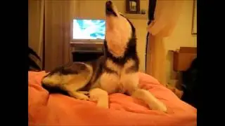 Sprekende hond