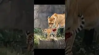 Lioness Save Cub