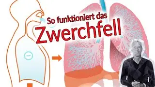 Wie funktioniert das Zwerchfell? | Zwerchfellübungen