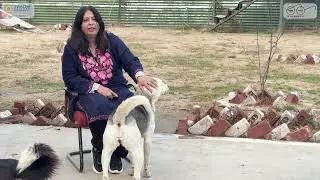 Stray Dog Rescue in Kashmir&rsquo;s Freezing Winter | Timely Intervention Saves a Critically Injured Life