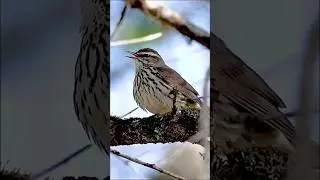 Northern Waterthrush (1 May 2025)