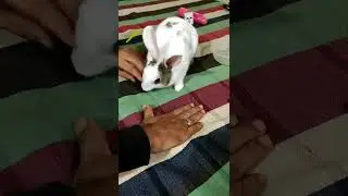 rabbit cleaning itself | rabbit grooming #shorts #short #shotsfeed #youtubeshorts