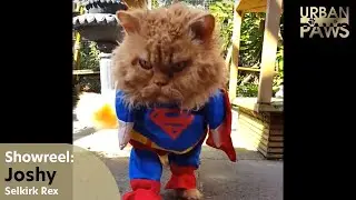 Cat Training: Joshy wearing clothing (Selkirk Rex)