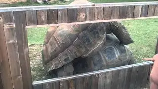 TORTOISE SEX HAHA =O.MP4