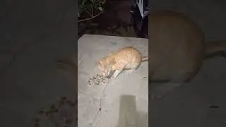 Santap malam