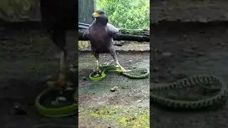 beautiful and Singh eagle and sink eagle and sink video subscribe like keije