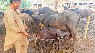 Buffalo Feeding Milk to own kid || Pet animal videos || wildlife videos #buffalo #petAnimal