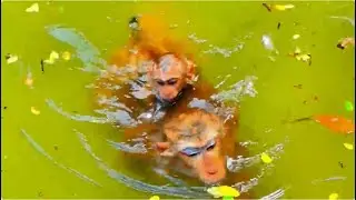Luna Took The Little One Swimming In Danger_/ous De_/pths....!