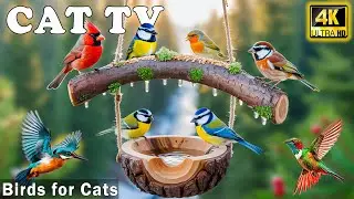 🦜Nature Therapy For Cats When Home Alone - Relaxing CAT TV with Colorful Garden Birds to Calm Cats
