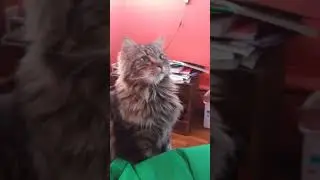 giving my cat treats because hes a very good boy, yes he is.