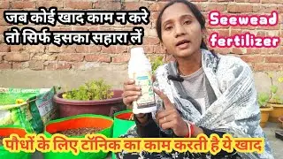 Seewead fertilizer का इस्तेमाल कैसे करें | Seewead fertilizer 