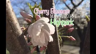 High Park Cherry Blossom | May 7, 2018 | 85% Bloom