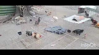 Gallos 🐓 🐓 jiro   de eduardo morales (taquero) Tierra colorada Veracruz 