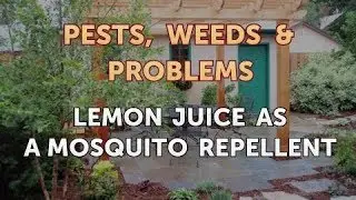 Lemon Juice as a Mosquito Repellent