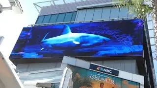 Shark Art Video Billboard Sunset Blvd Los Angeles California USA November 21, 2025