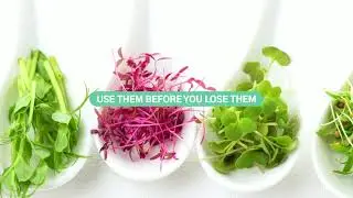 How to Store and Use Microgreens to Maximise Freshness