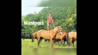 Registered Breeds Of Horse & Pony In India 🇮🇳🇮🇳🇮🇳