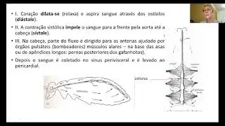 AULA 11 - Morfologia e Anatomia interna e fisiologia dos insetos