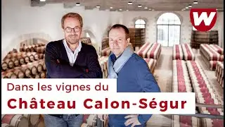 Dans les vignes du CHÂTEAU CALON-SÉGUR (Saint-Estèphe)