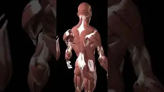 Unlock the secrets of the human posterior chain muscles with our state-of-the-art 3D anatomy model!