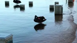 Canon 550D 1080P Sample Video Rotorua New Zealand
