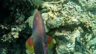 Maldives part 8: Groupers, Sweetlips & Emperors