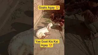 Pet House Par Do Do Goats Agay 🤩. Masshallah 😍#chicken #shortvideo #shorts #birds #pigeon