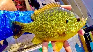 Fishing for BIG Pumpkinseed Bluegill Panfish HYBRIDS for FOOD!!!