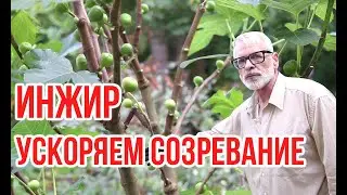 Инжир в конце лета. Методы ускорения созревания / Игорь Билевич