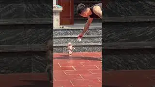 baby learning to walk on two legs #cute #monkeysr #funny #monkey #bibi #cutebaby #babymonkey #baby