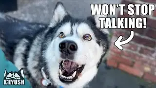 Passing Dog Said HELLO To My HUSKY And He Spoke Back!