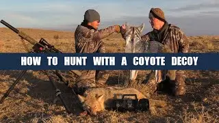 How To Hunt With A Coyote Decoy