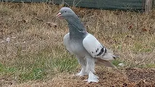 #taklacı #güvercin #pigeon #colonelkkjϟ 
