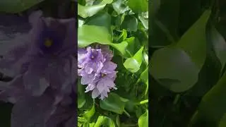 flor do aguap&eacute;.