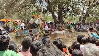 Fast running bulls Veeranarayana Swamy parasa 2022 Sankepalli Mahashivaratri