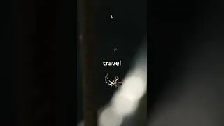 Darwin&rsquo;s Bark Spiders:Nature&rsquo;s Web Masters!