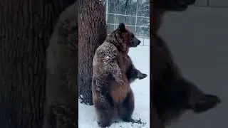Polka bear