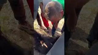 First time meka nu chudadam and tinadam￼#portugal #shorts #telugu #trending#goat #shep