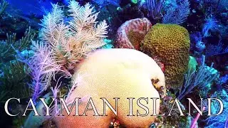 4k CAYMAN ISLAND SCUBA DIVING THE EAST END  OCEAN FRONTIERS