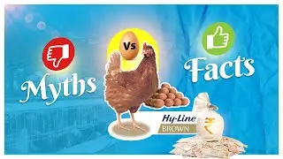 Myths vs Facts about Srinivasa Hy-Line Brown || Farmer Testimonial