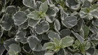 Hortensia grimpant Silver Lining&reg; by clematite.net - Sp&eacute;cialiste des plantes de jardin